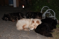 -Dateieigenschaften-Erstellungsdatum Lapphundetreffen Philippsthal 2022 (1287).JPG