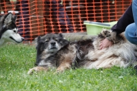 -Dateieigenschaften-Erstellungsdatum Lapphundetreffen Philippsthal 2022 (208).JPG