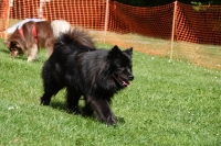 -Dateieigenschaften-Erstellungsdatum Lapphundetreffen Philippsthal 2022 (360).JPG