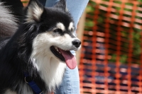 -Dateieigenschaften-Erstellungsdatum Lapphundetreffen Philippsthal 2022 (552).JPG
