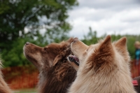 -Dateieigenschaften-Erstellungsdatum Lapphundetreffen Philippsthal 2022 (631).JPG